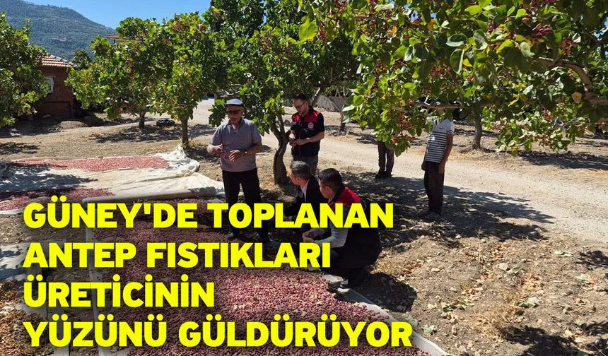 Güney'de toplanan Antep fıstıkları üreticinin yüzünü güldürüyor