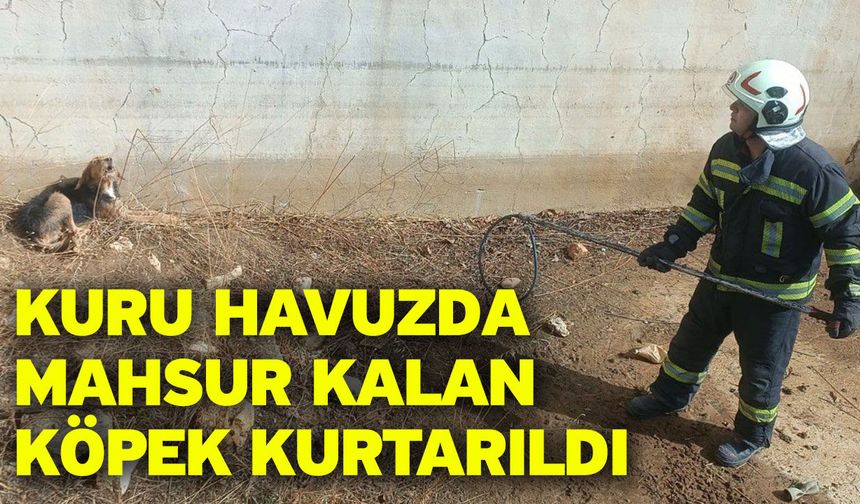 Kuru havuzda mahsur kalan köpek kurtarıldı