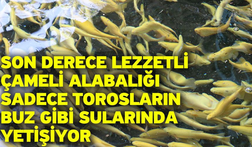 Son derece lezzetli Çameli alabalığı sadece Torosların buz gibi sularında yetişiyor