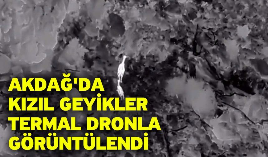 Akdağ'da kızıl geyikler termal dronla görüntülendi