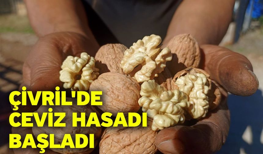 Çivril'de ceviz hasadı başladı