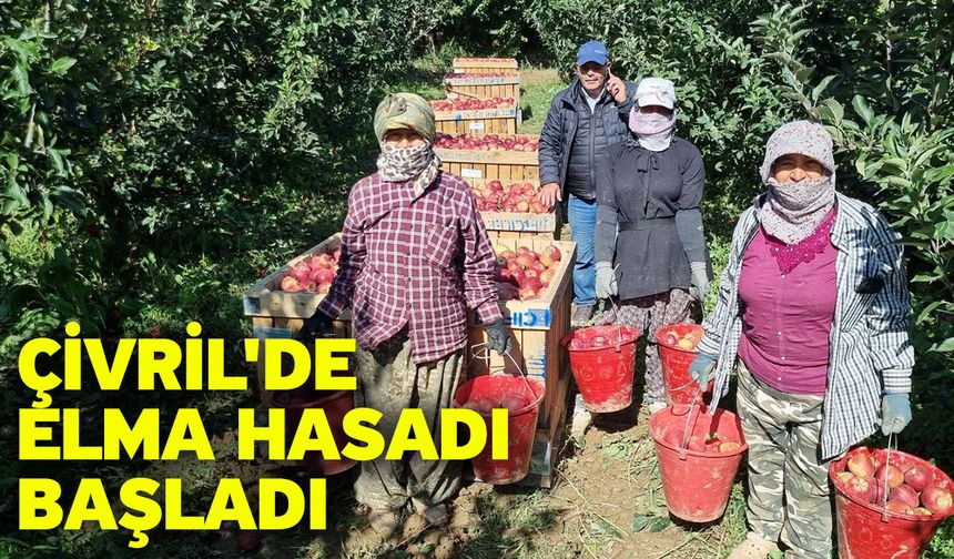 Çivril'de elma hasadı başladı