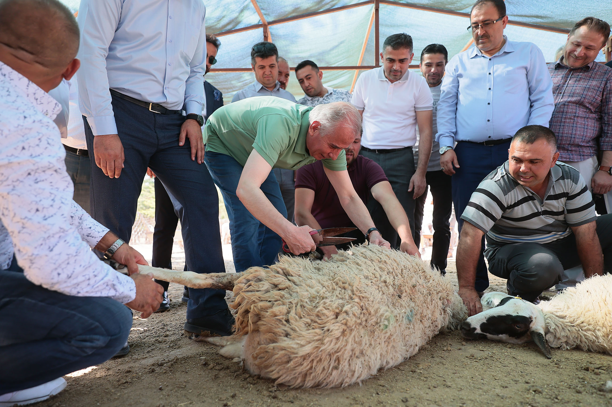 Başkan Zolan, çoban kepeneği giydi, koyun kırktı (2)