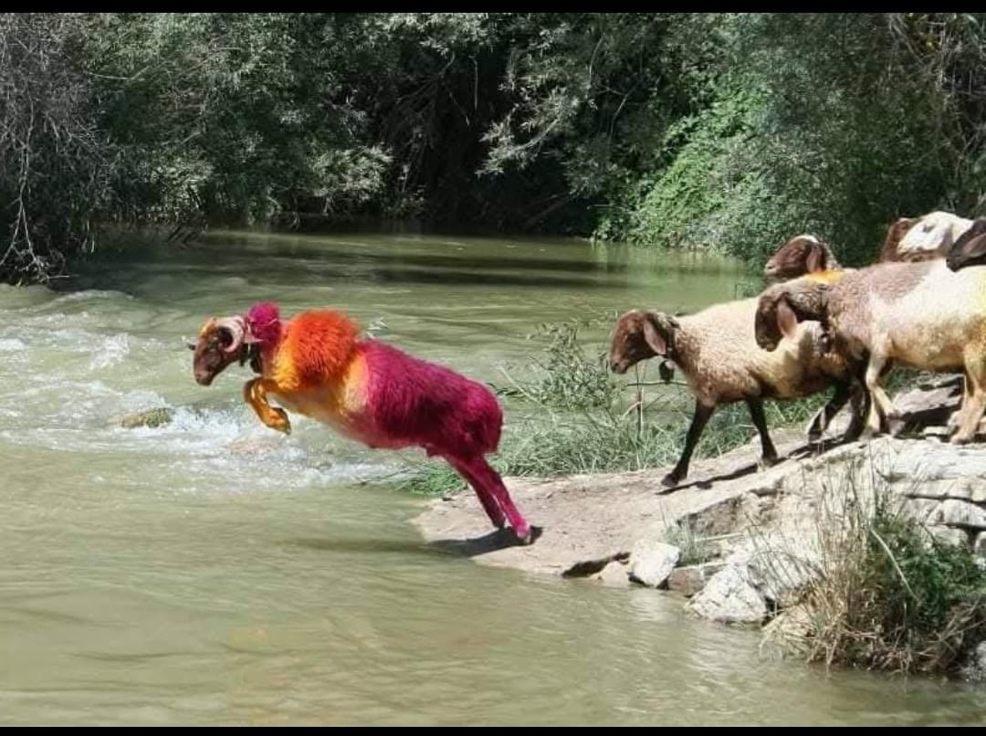 Whatsapp Görsel 2025 08 25 Saat 00.19.25 411760B8