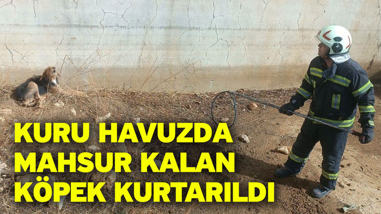 Kuru havuzda mahsur kalan köpek kurtarıldı