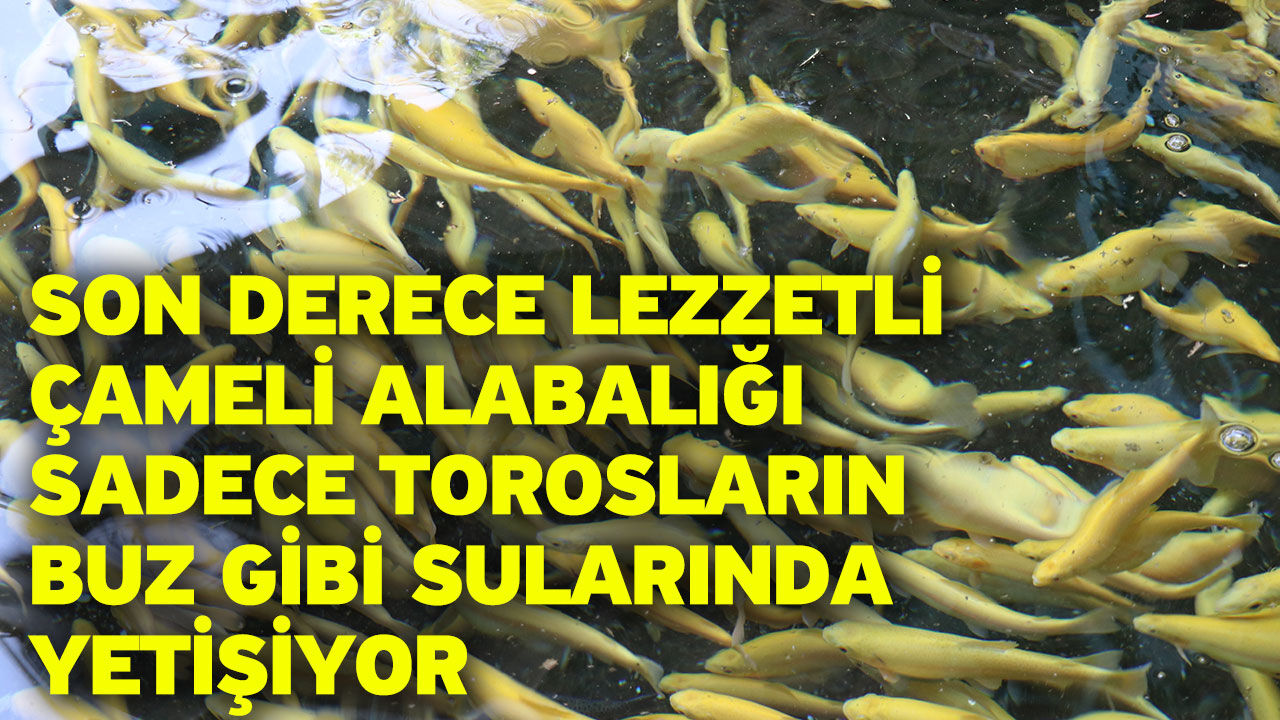 Son derece lezzetli Çameli alabalığı sadece Torosların buz gibi sularında yetişiyor